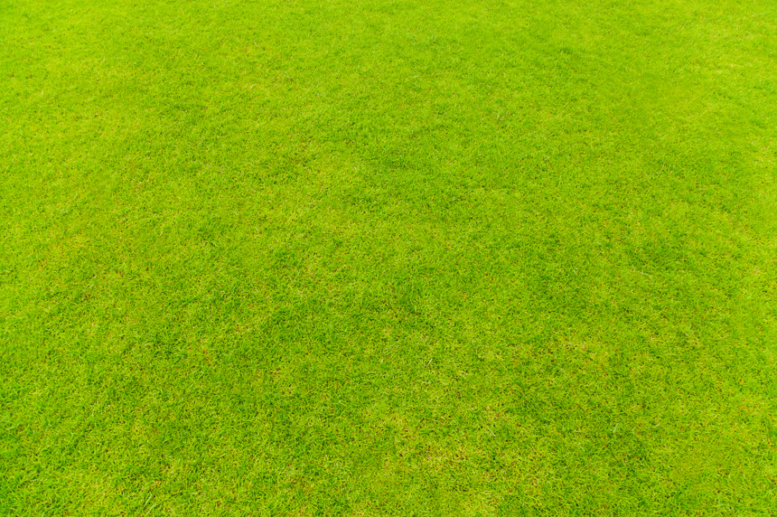 夏日公园里的天然草地纹理背景