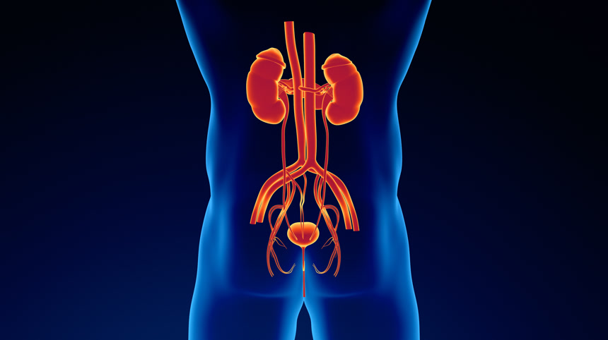 人类膀胱的泌尿系统图片医疗健康