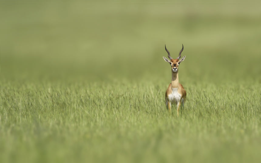 黑斑羚羊又称印度羚羊印度尼泊尔野生动物