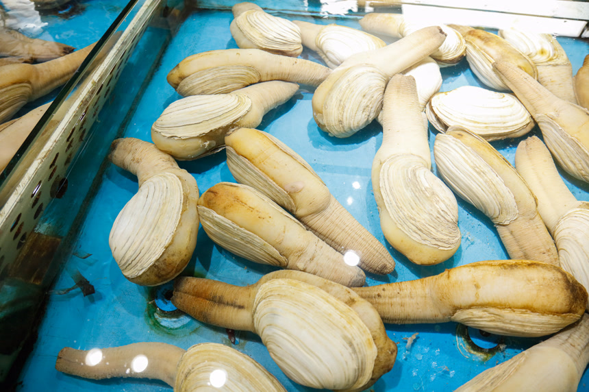 海鲜市场象牙蚌