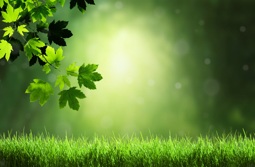 小清新绿色植物光斑背景