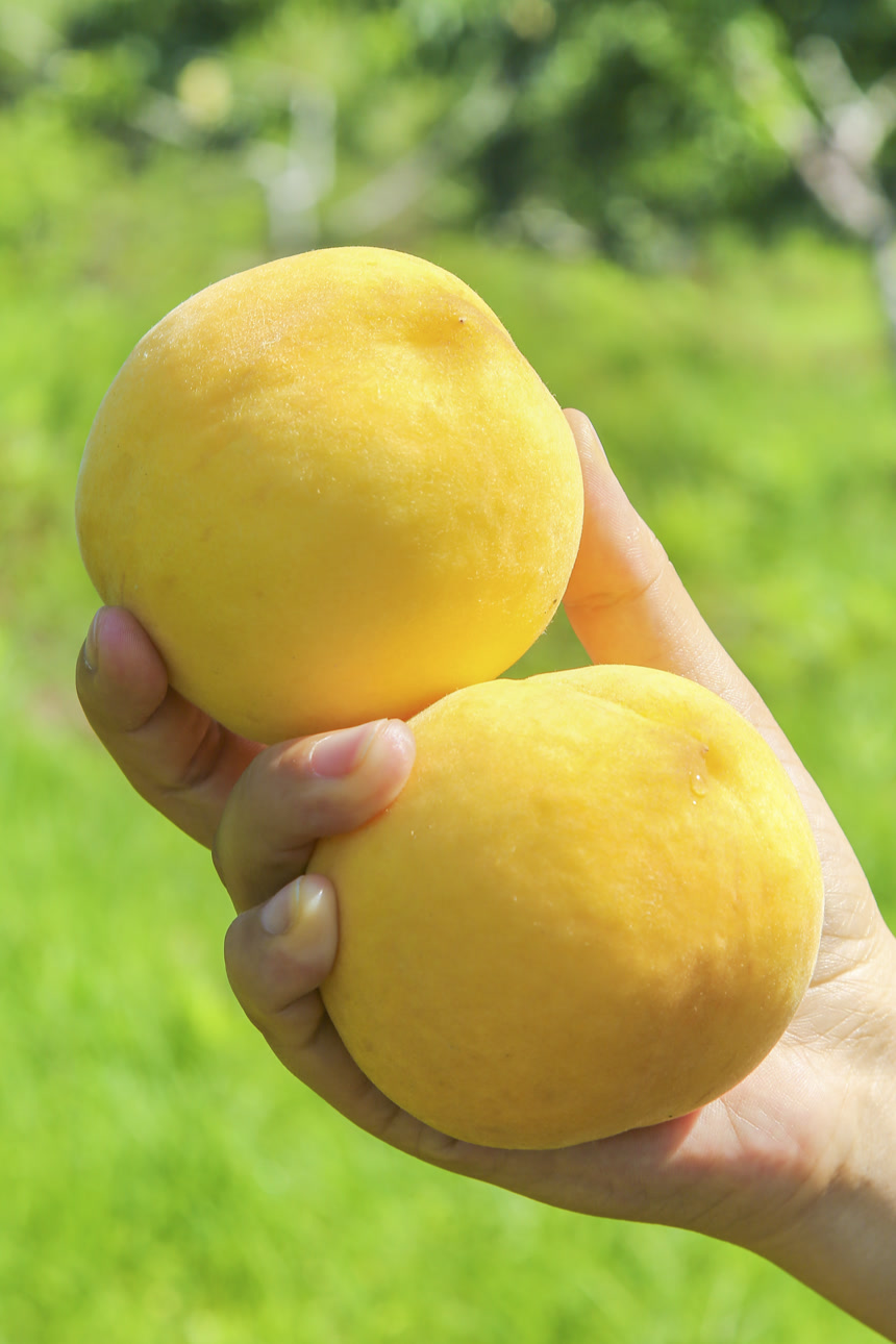 手里拿着黄毛桃