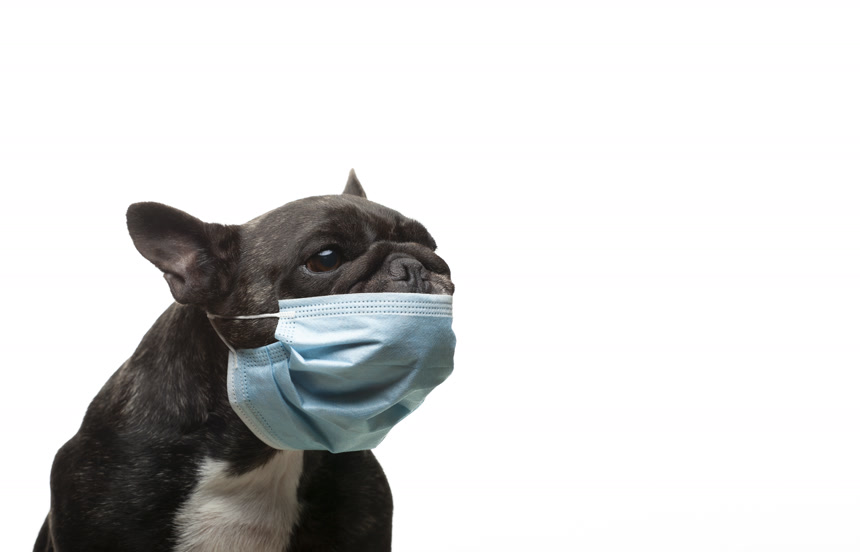 戴口罩的狗狗白底图爱宠宠物