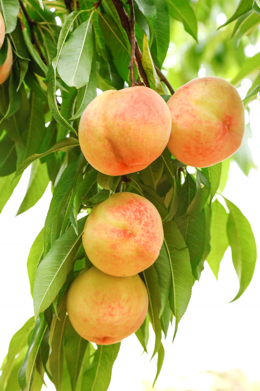 树上的新鲜毛桃