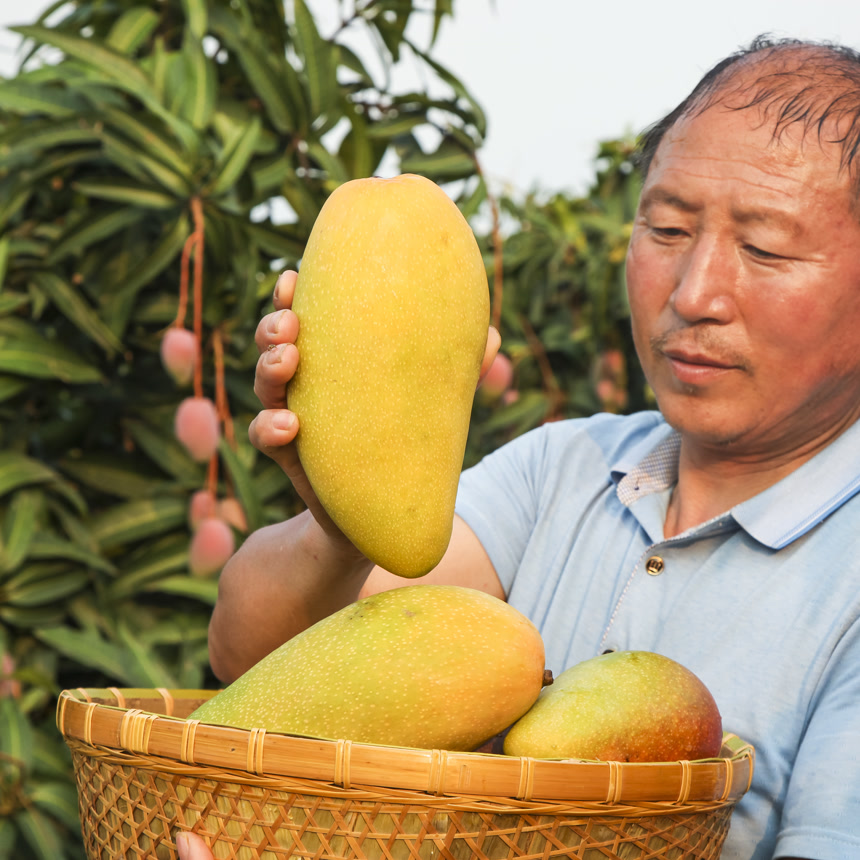 手里拿着金煌芒