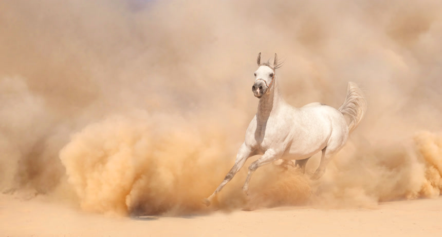在沙漠中奔跑的白马动物装饰壁画图