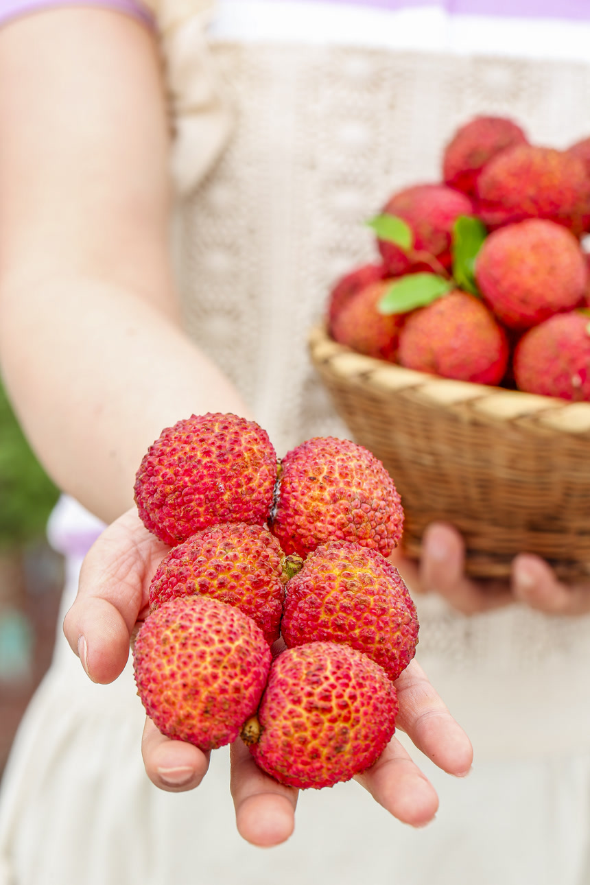 手里拿着无核荔枝