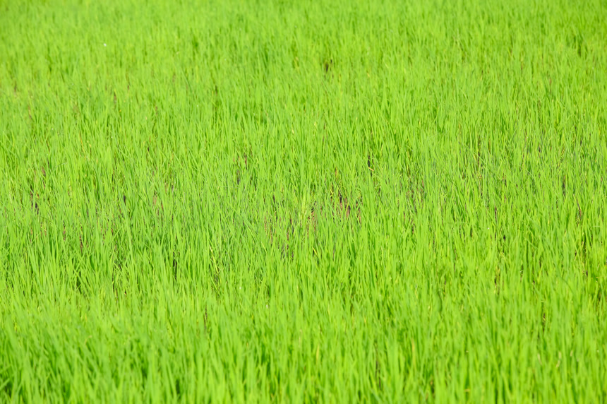 农田里种植的水稻