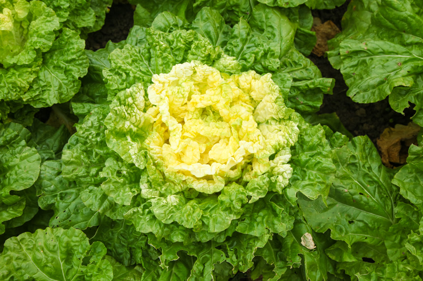 地里的大片白菜