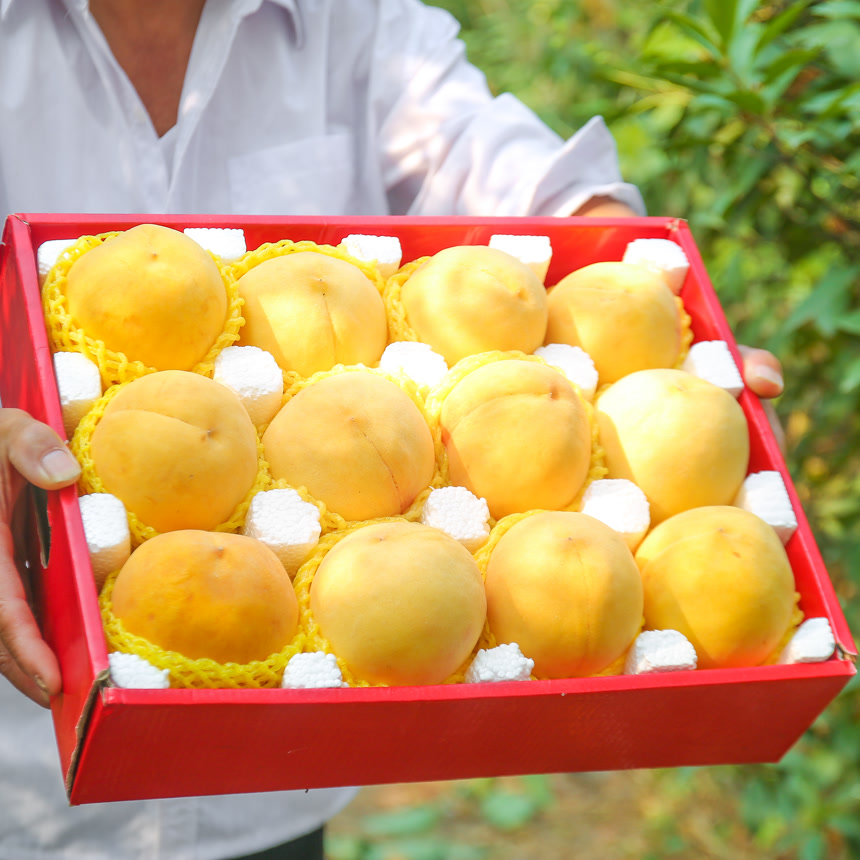 手里拿着砀山黄桃