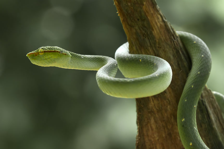 这种蛇是一种非常危险的毒蛇野生动物