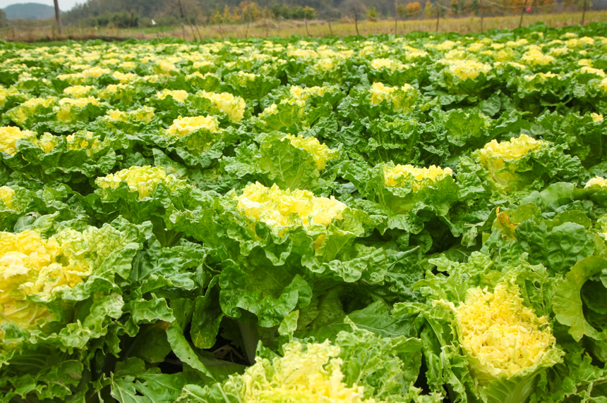 地里的大片白菜