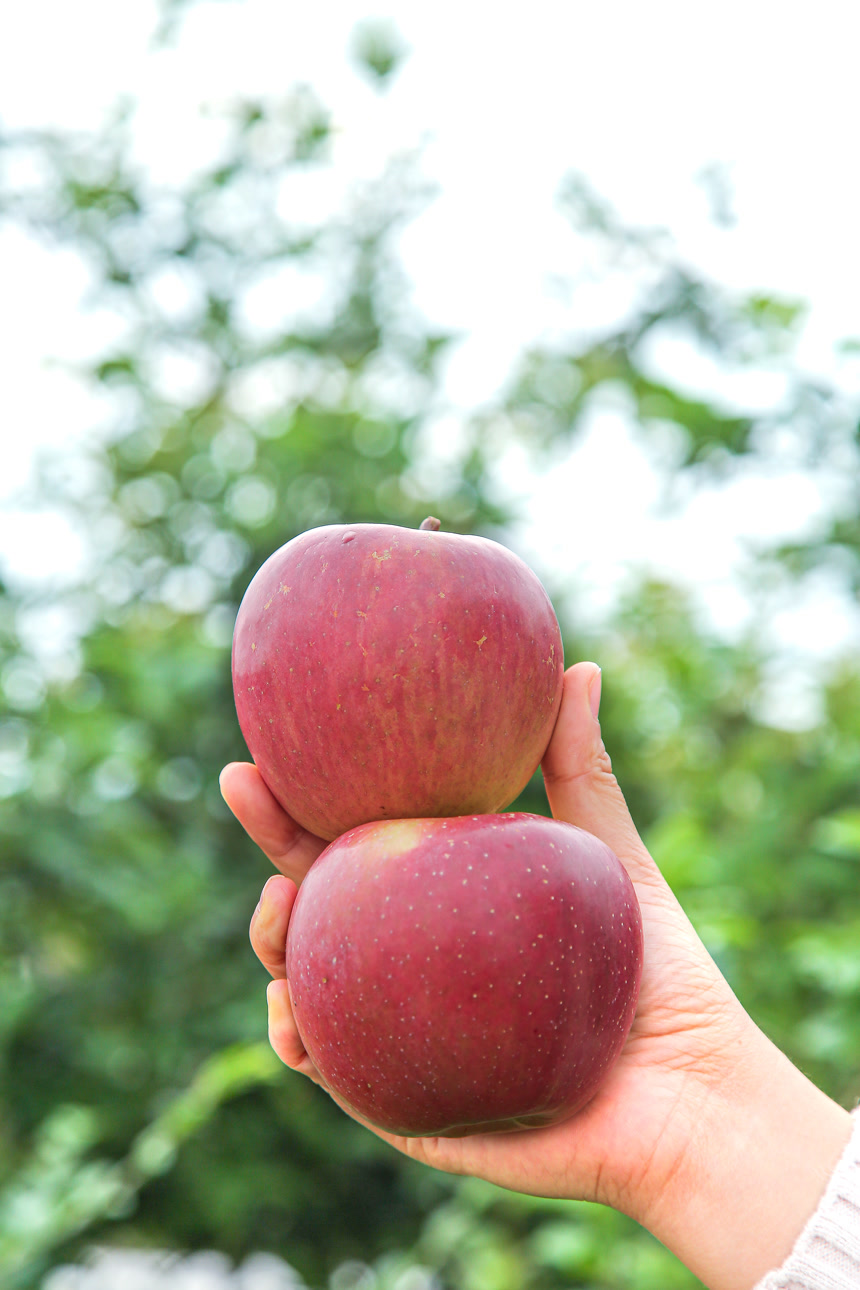 手里拿着一盒丑苹果