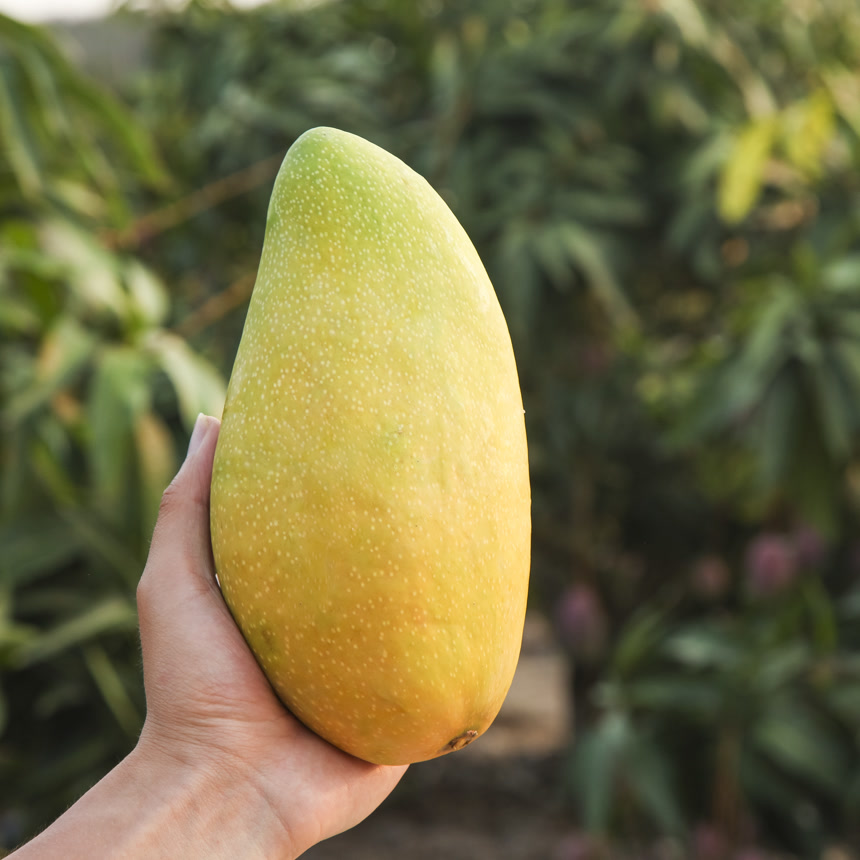 手里拿着金煌芒