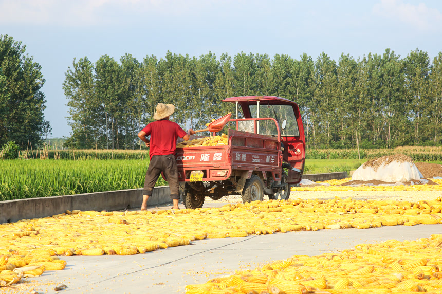 玉米丰收晾晒