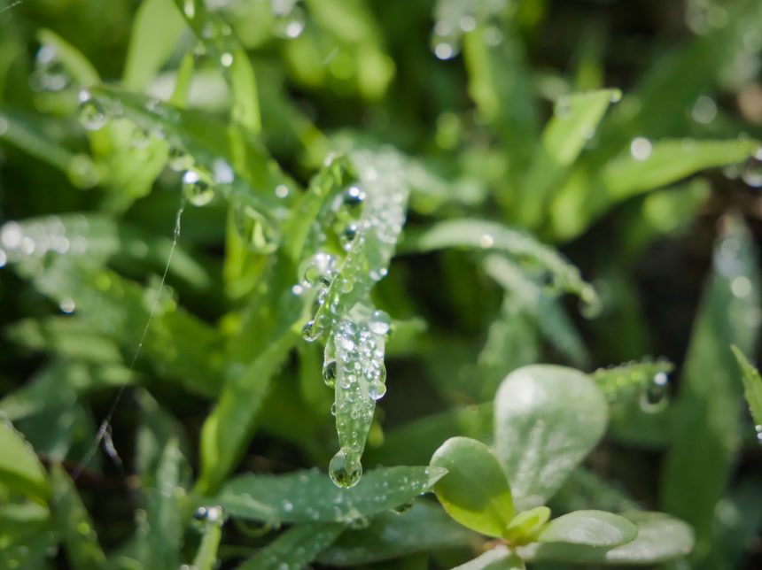 清新绿意 水珠