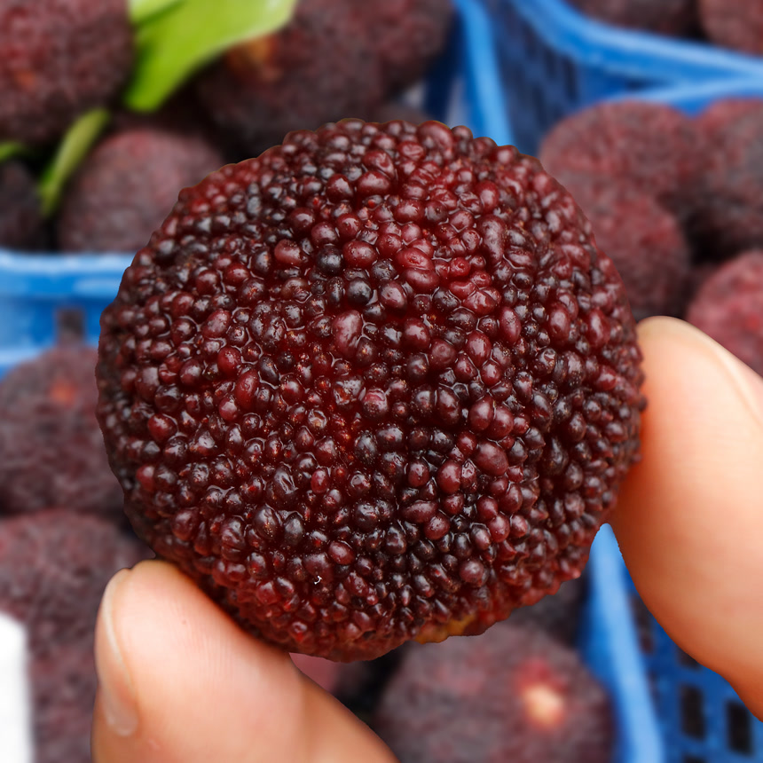 新鲜大杨梅主图