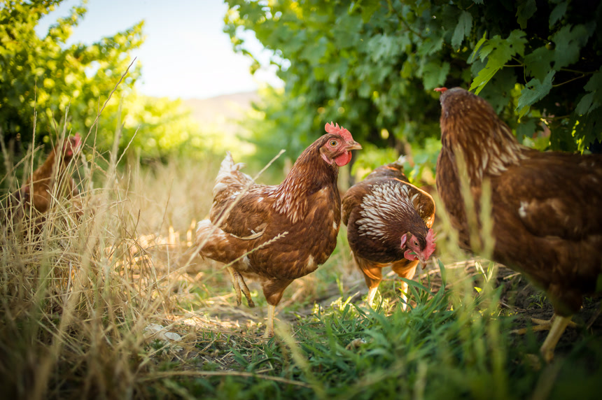 这张美丽的图片展示了在田野和商业鸡舍中自由放养的小鸡。这张照片捕捉到了这些鸟的自然美和它们的生存环境，为农业提供了极好的视觉表现