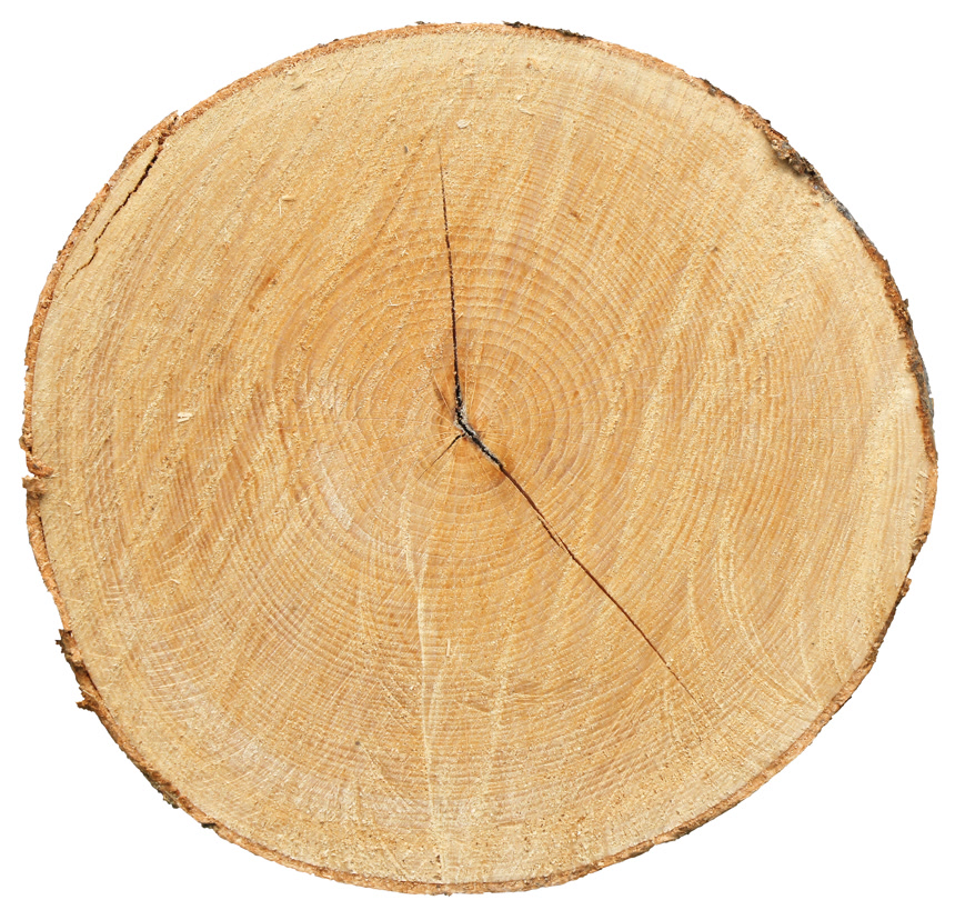 棕色的树桩白底图