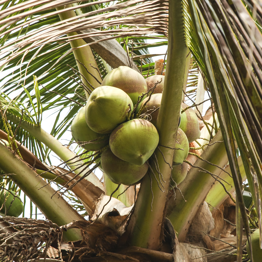树上的海南椰青