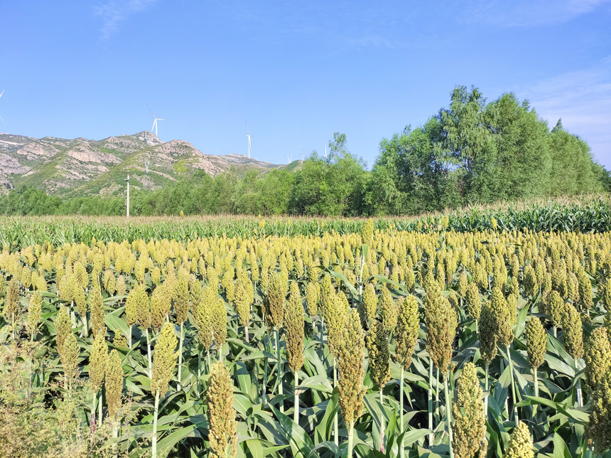 田里大片的高粱米