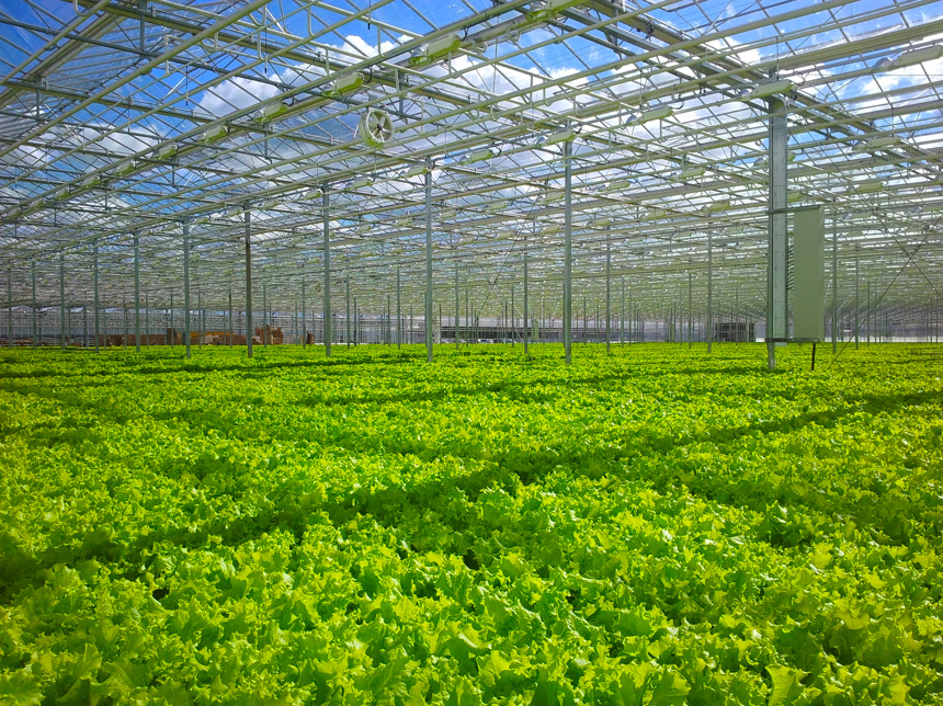 大型的现代化温室内部种植着大量的绿色植物