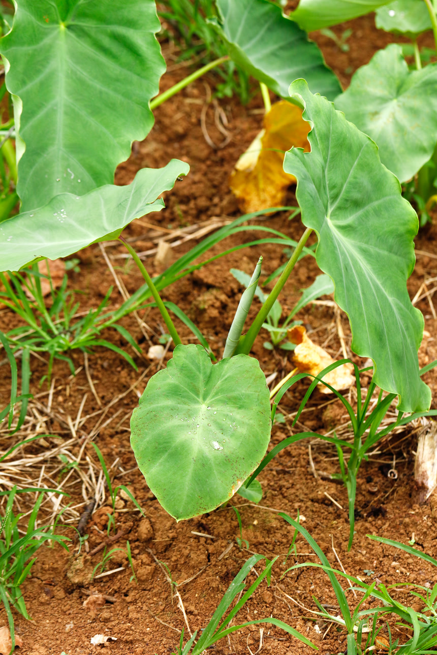 地里种着滴水观音