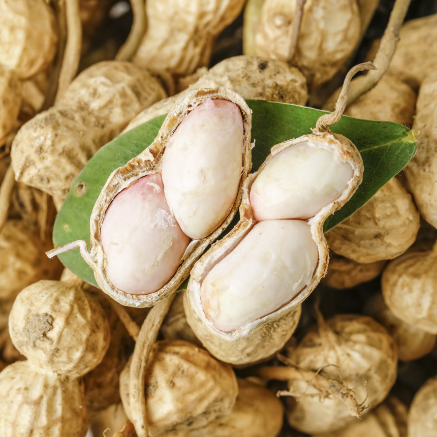 浅底上的新鲜花生