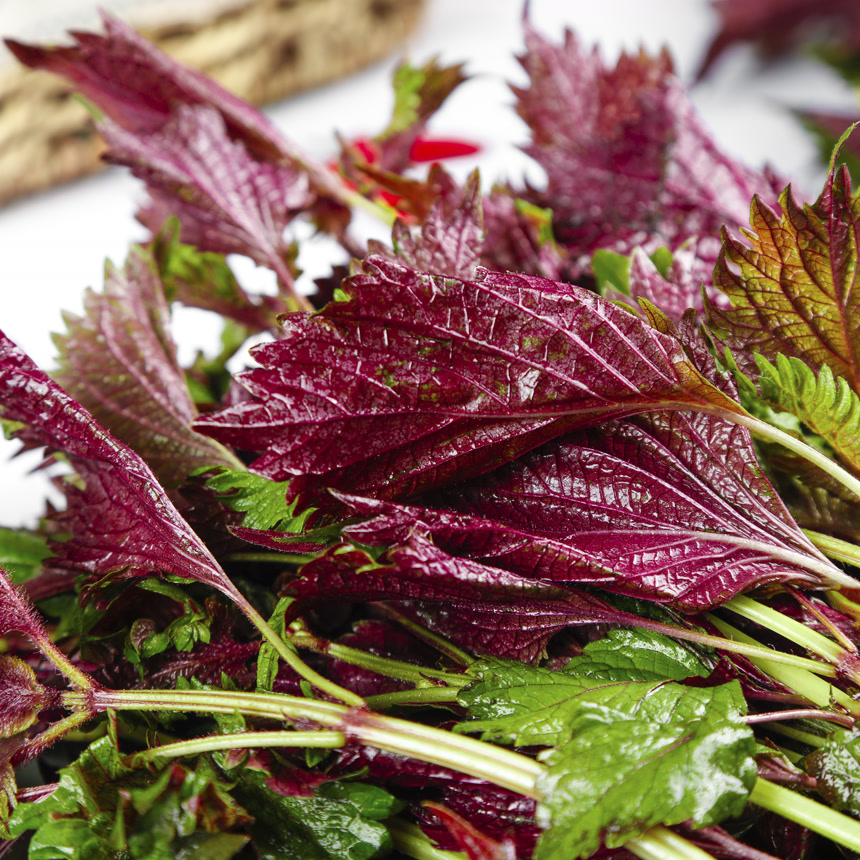 浅底上的紫苏叶