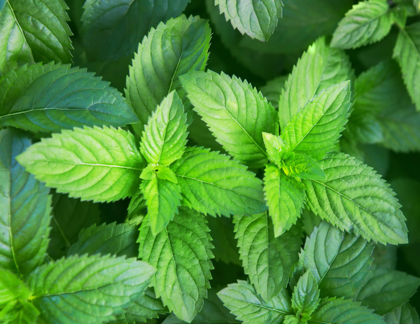 绿色的薄荷叶子植物背景