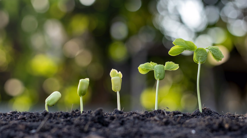 展示了在丰富的自然环境中生长在地面上的树木的生长阶段植物