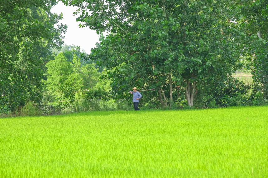 农田里种植的水稻