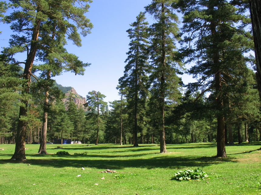 蓝天白云下的树林大自然景观风景旅游度假
