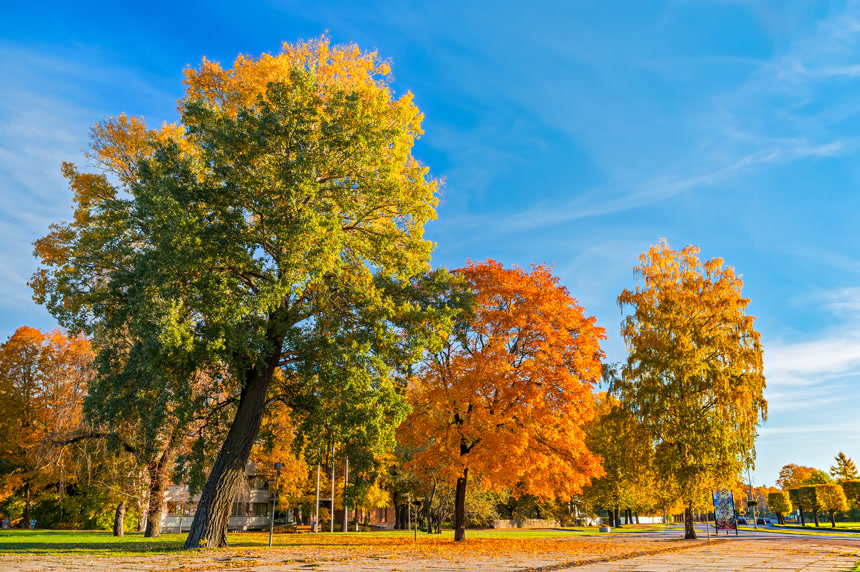 秋天的风景季节植物壁纸