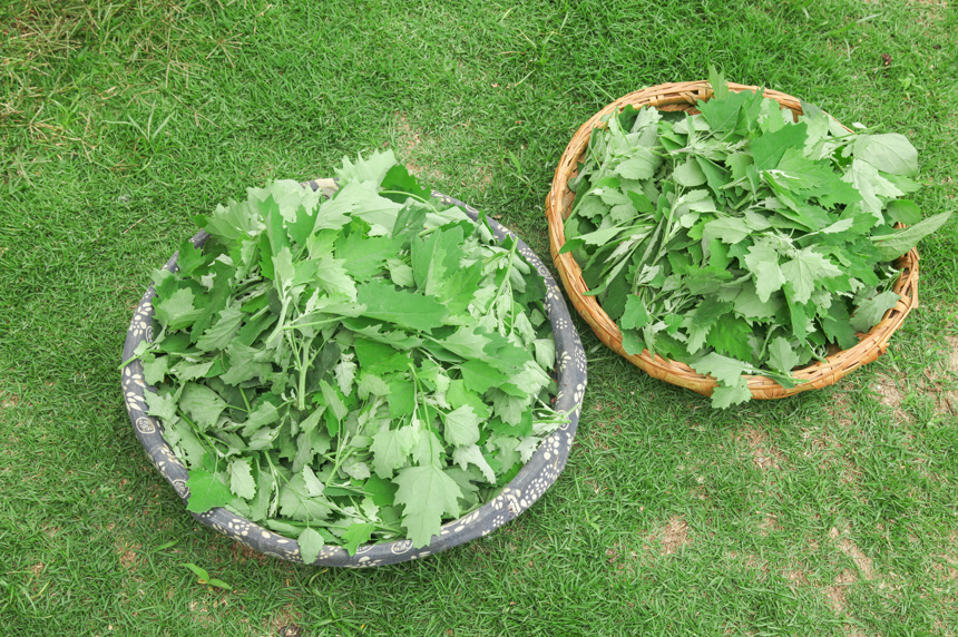 手里拿着新鲜灰灰菜