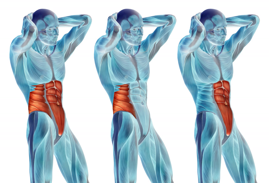 白底图人体骨骼结构模型