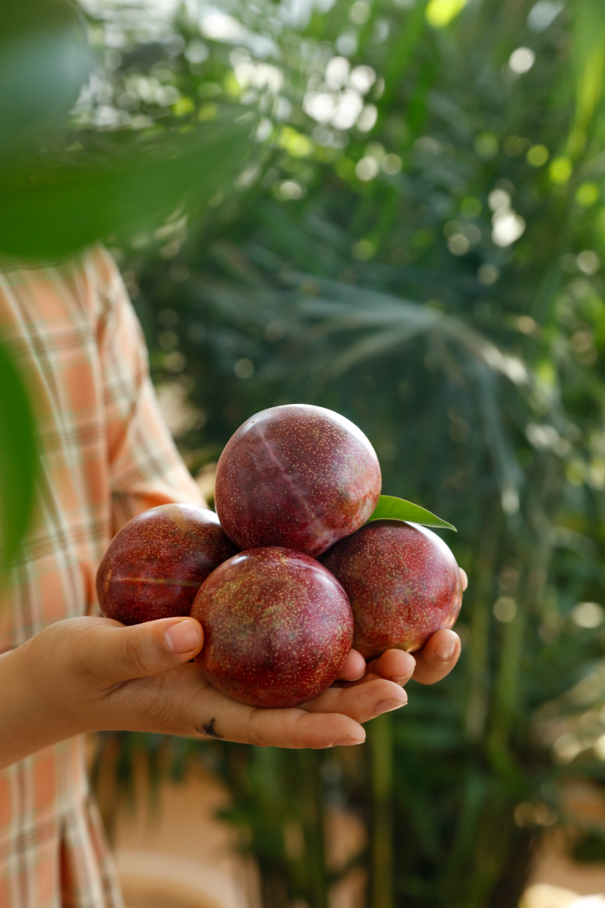 手里拿着恐龙蛋李