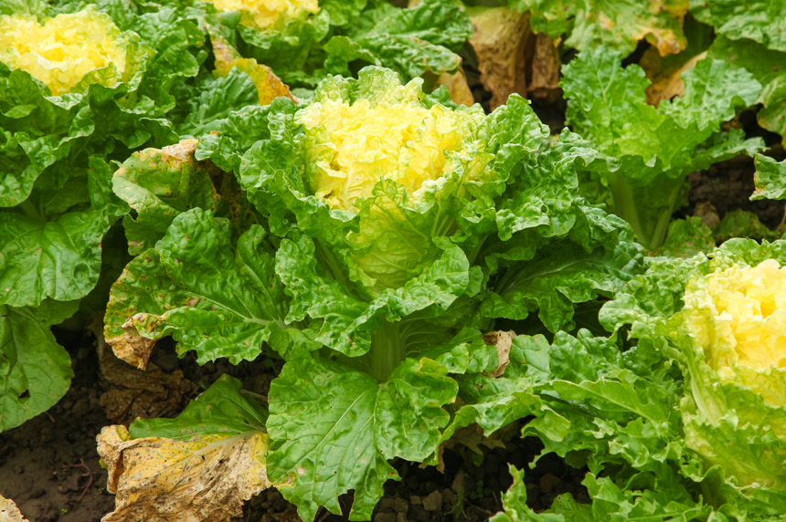 地里的大片白菜