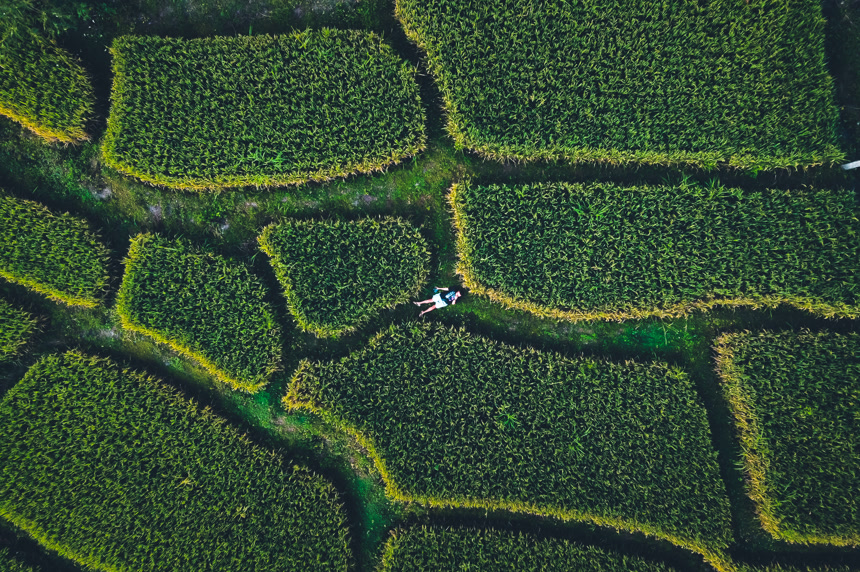 乡间的绿稻田生活场景