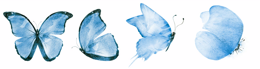 四只美丽的水彩蝴蝶各个角度的蝴蝶分别展示在白色背景上