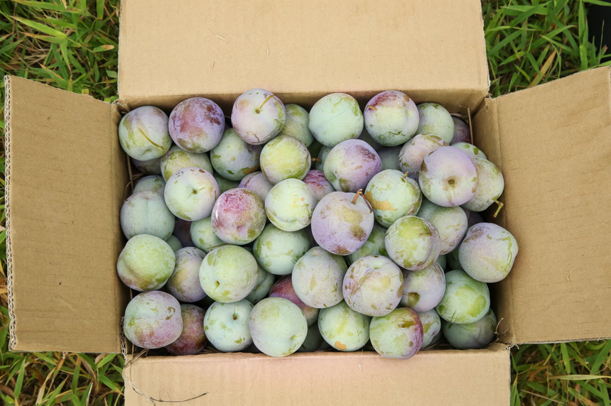 新鲜现摘的五月脆李