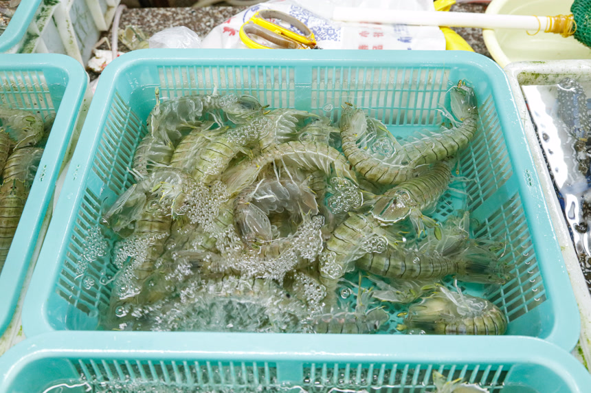 皮皮虾海鲜 海产品