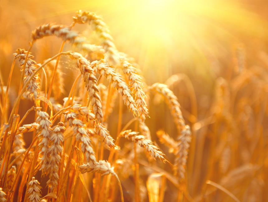 阳光下的金黄麦子自然风景