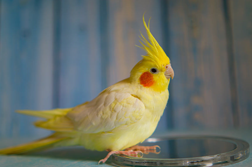 可爱的小鸟黄色鹦鹉特写爱宠宠物