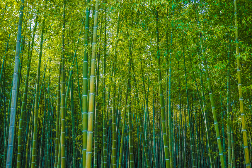 大自然植物竹林意境唯美风景桌面壁纸