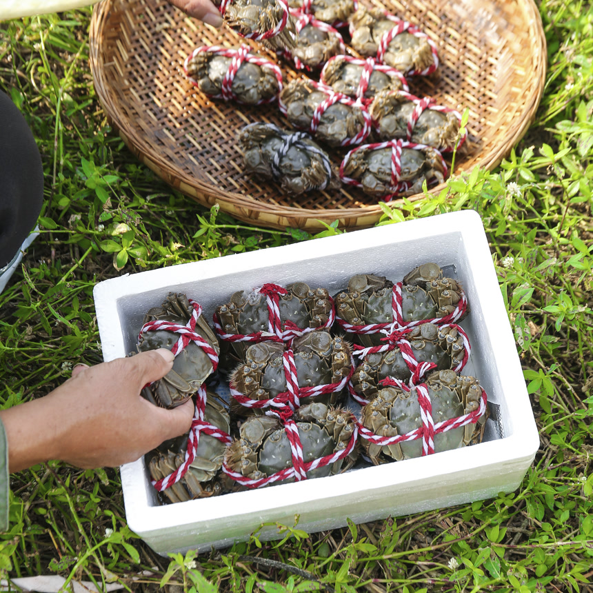 摆放整齐的大闸蟹