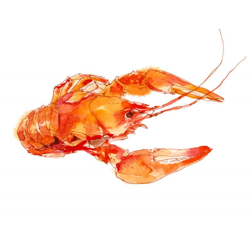 煮熟的小龙虾水彩图白底画    水彩画培训学校招生宣传