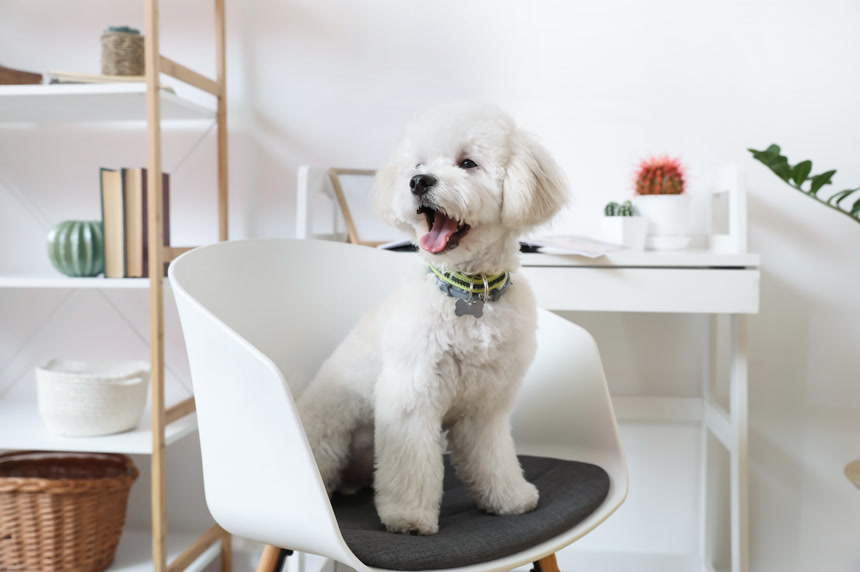 可爱的小狗坐在房间的椅子上爱宠宠物动物