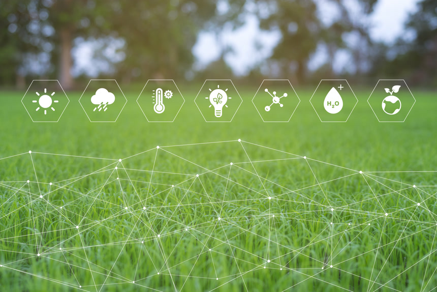 生态农业绿色水稻苗田生物林绿色农业