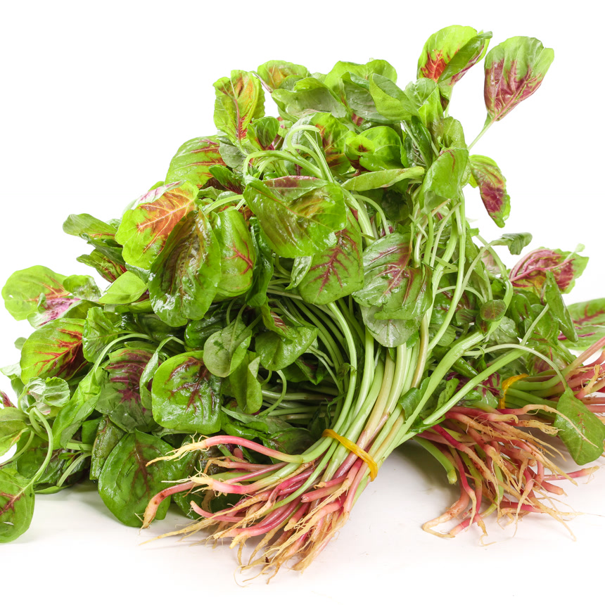 白底上的红苋菜